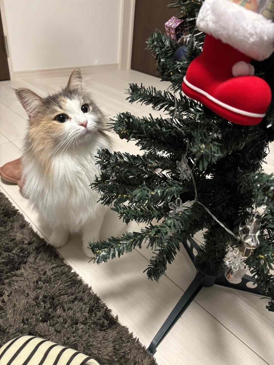 クリスマス