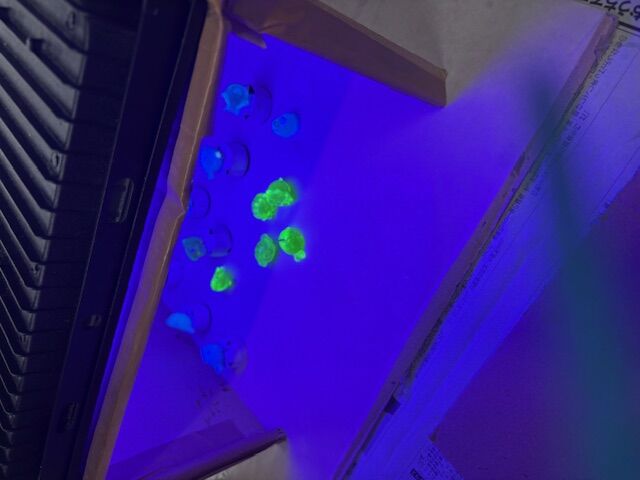 夏らしい海の生き物作成中