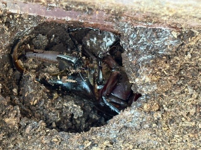 夏といえばカブトムシ！