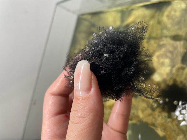 たまごちゃん