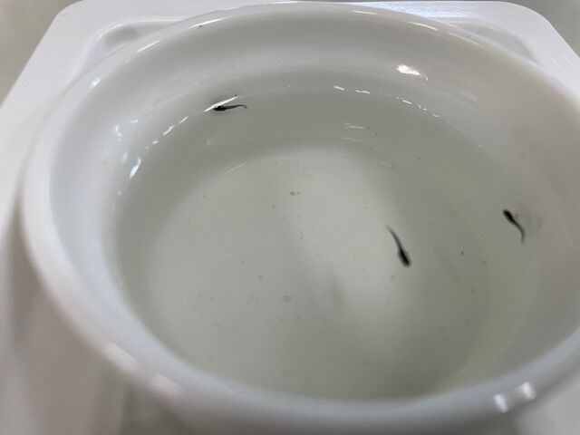 メダカ🐟