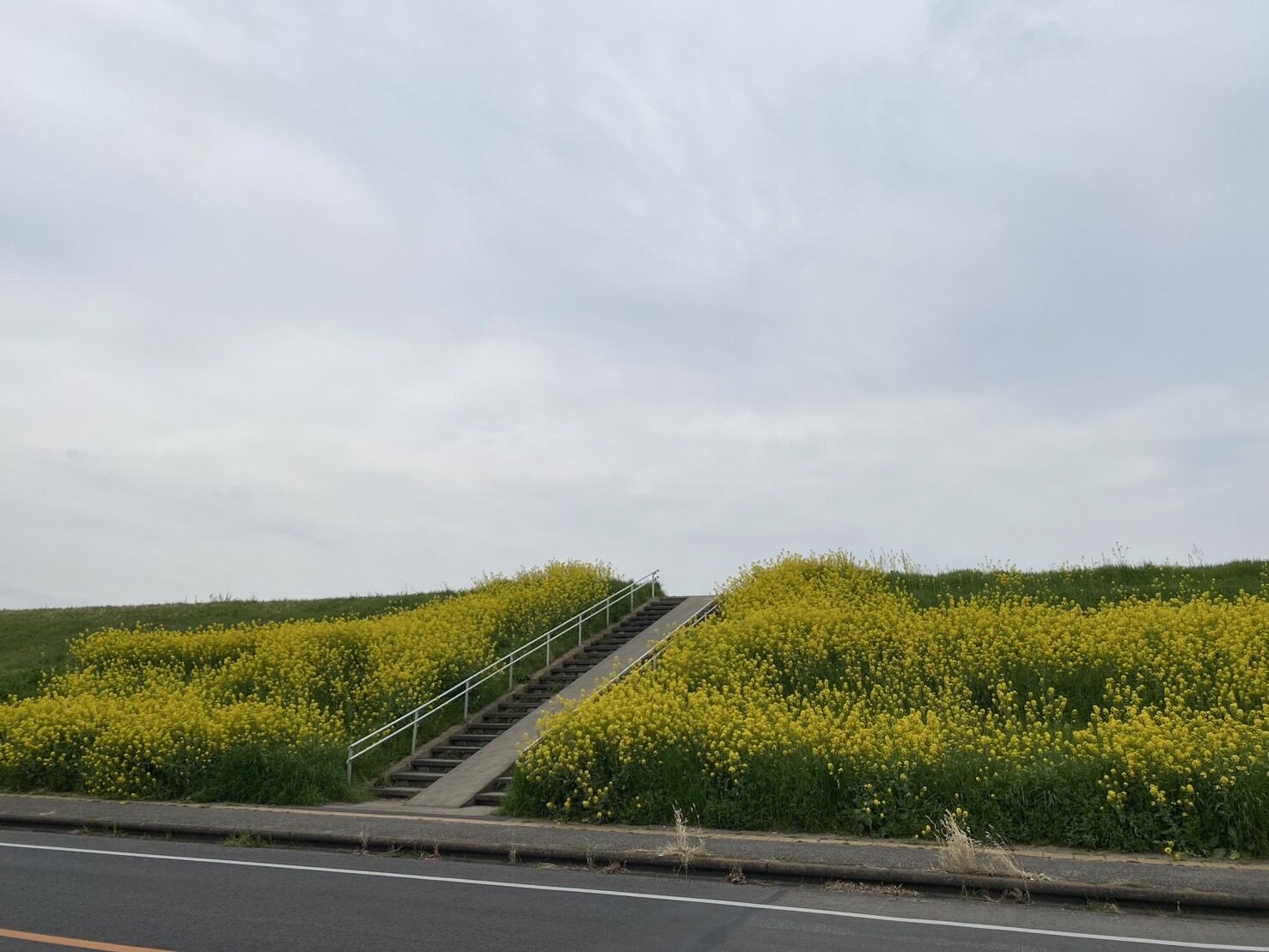 菜の花